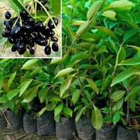 Jamun Fruit Tree Seeds