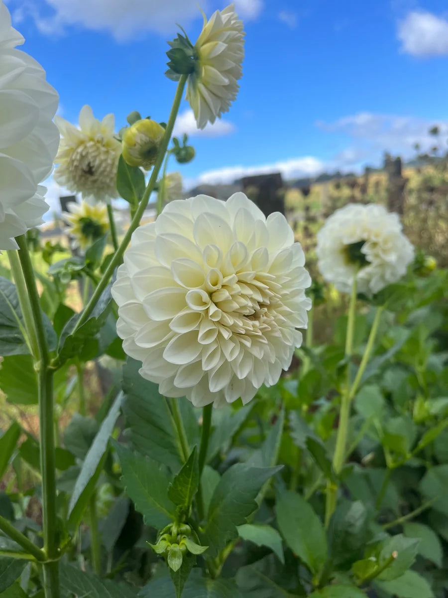 Boom Boom White Dahlia