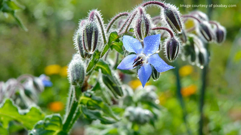 Borage Seeds