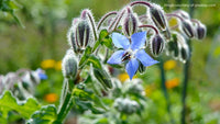 Borage Seeds