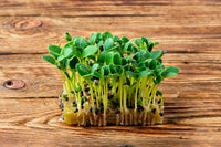 Borage – Organic Microgreen Seed