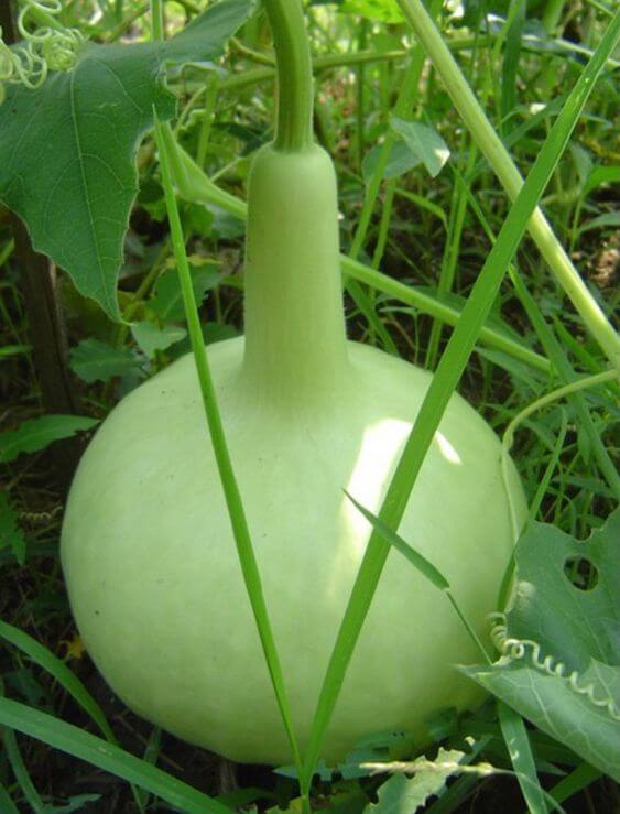 Bottle Gourd Type Latu Vegetable Seeds