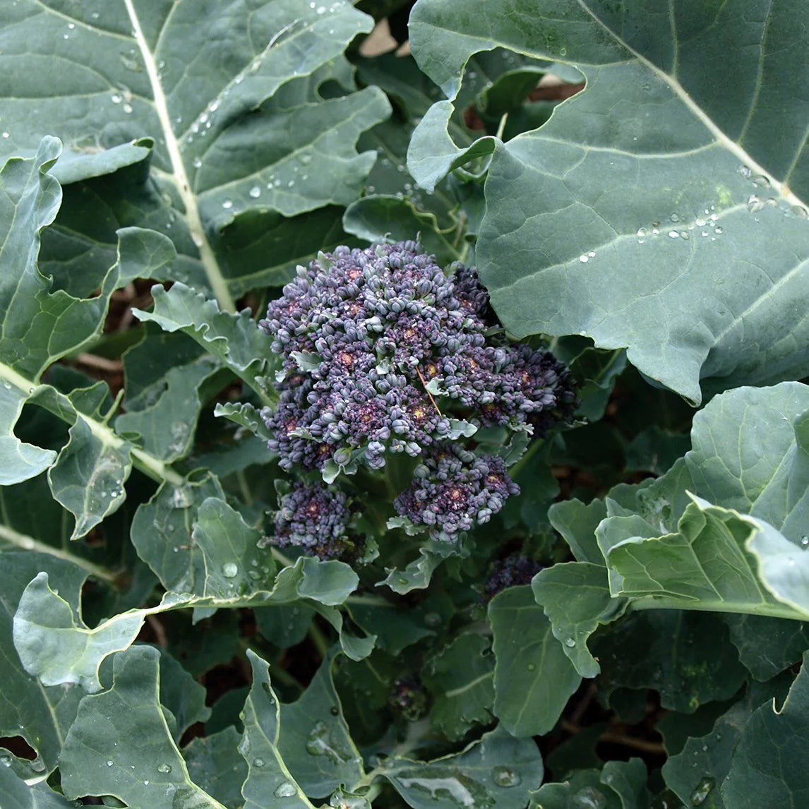 Broccoli- Purple Sprouting