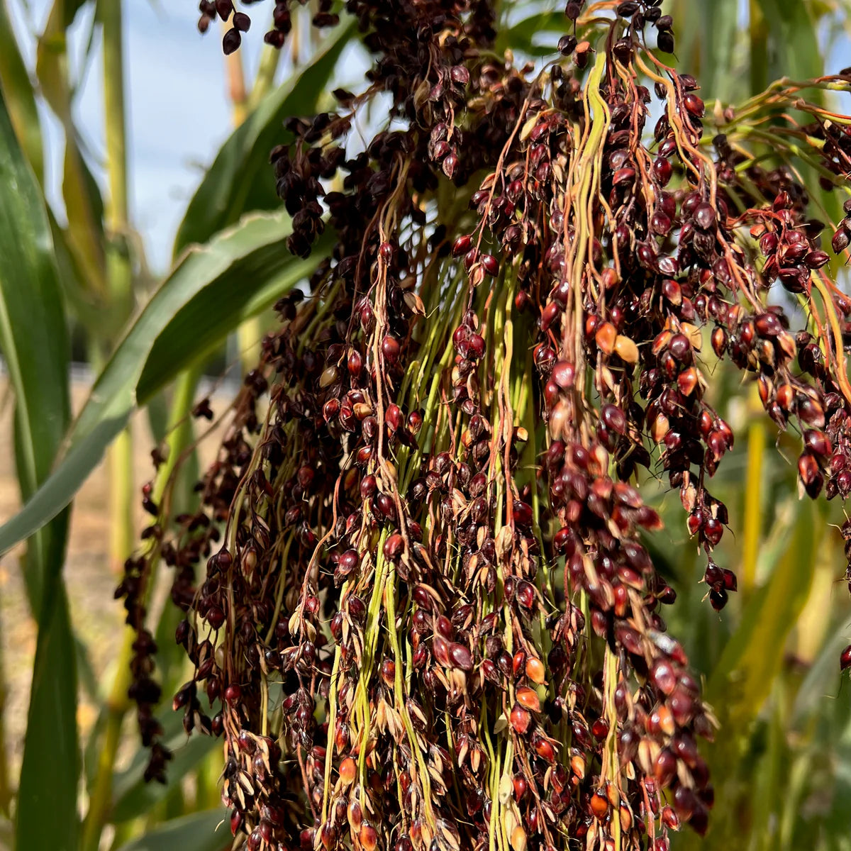 Texas Black – Broom Corn Seed