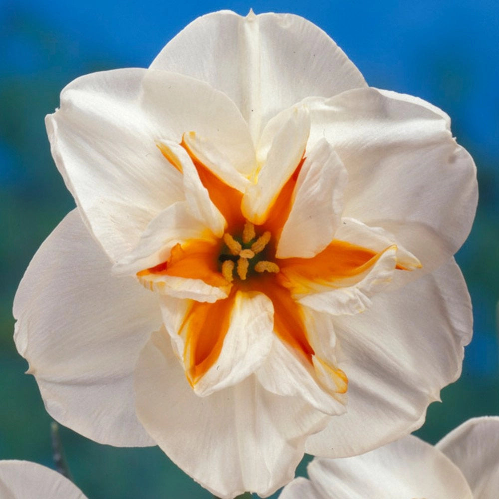 Daffodil Broadway Star White Bulb