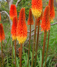 Kniphofia Torch Lily Mix Color Bulb