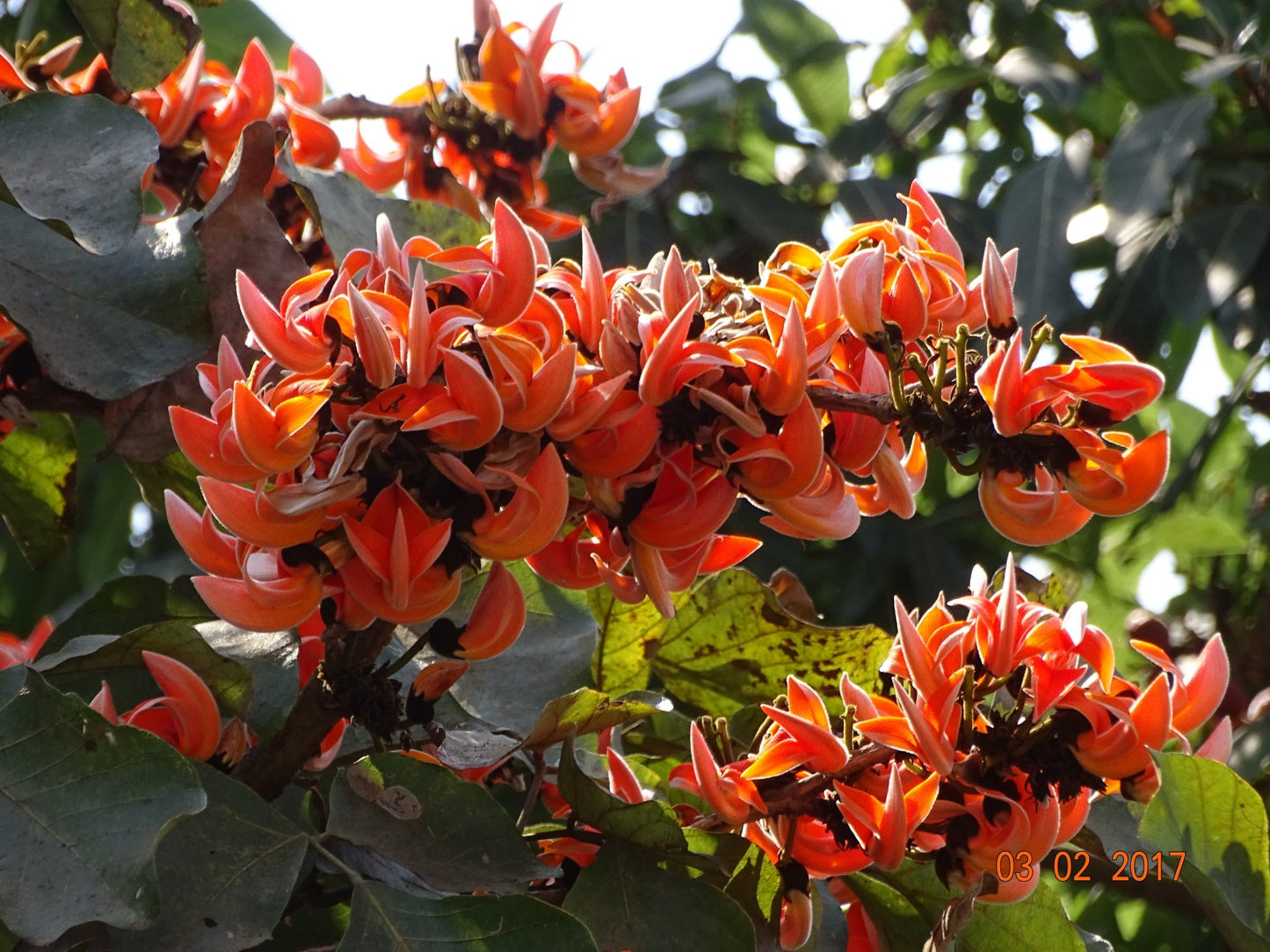 Butea Monosperma, Palash - Seeds