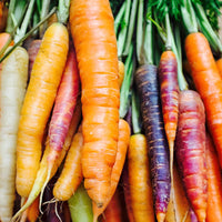 Carrot- Rainbow Mix