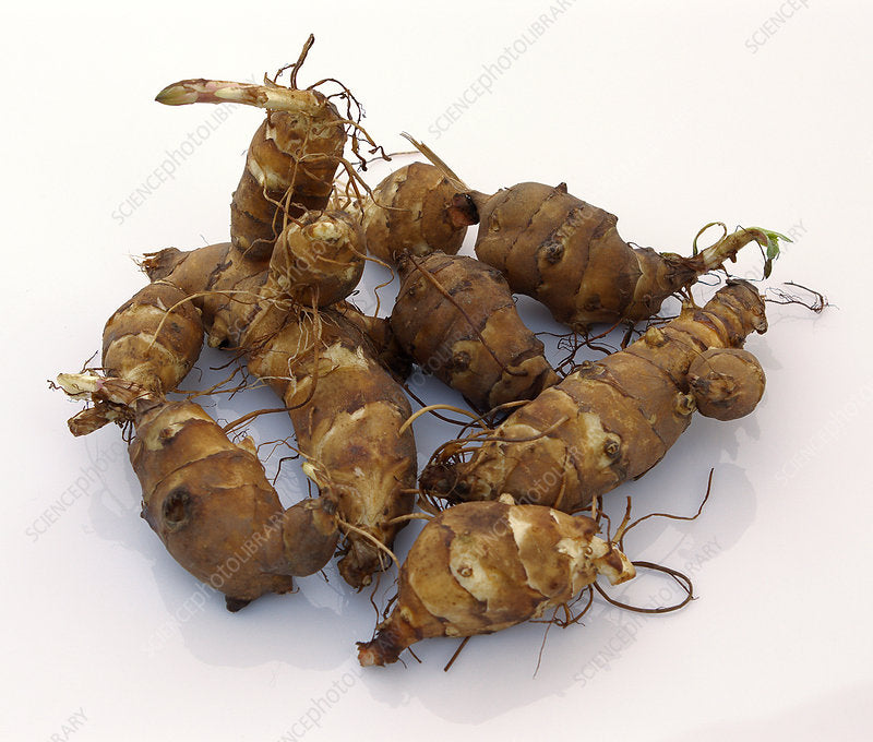 Jerusalem Artichoke (Tuber)