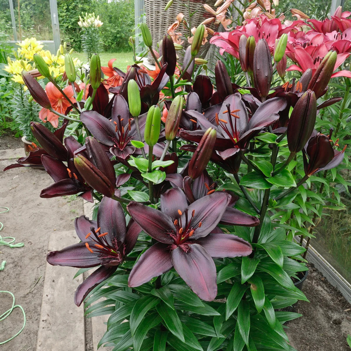 Blackstone Lily