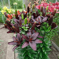 Blackstone Lily