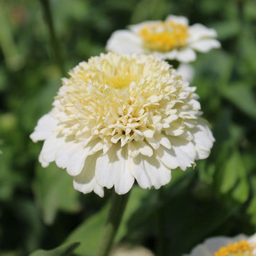 Zinnia- Zinderella White