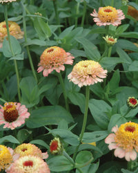 Zinderella Peach – Zinnia Seed