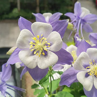 Aquilegia Flower Seeds