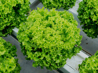 Tropicana – Organic Lettuce Seed