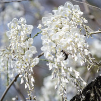 White Wisteria Seeds