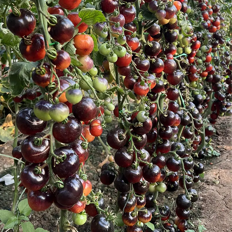 Black Pearl Tomato Seeds