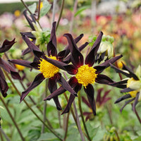 Verrone's Obsidian Dahlia