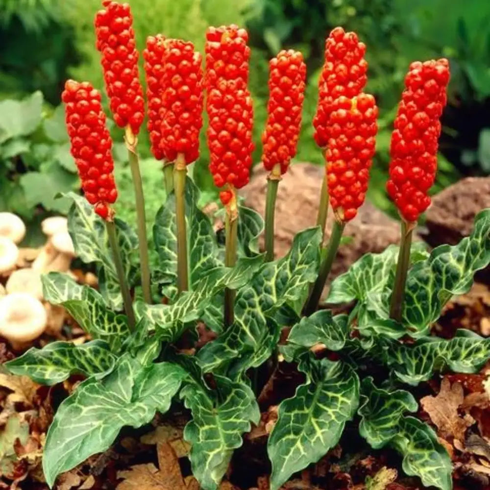 Arum italicum