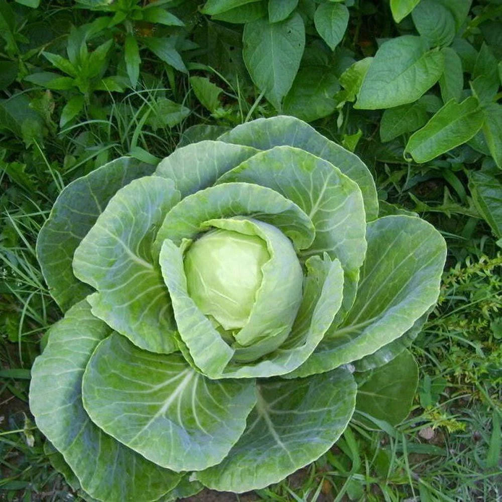 Cabbage- Early Jersey Wakefield