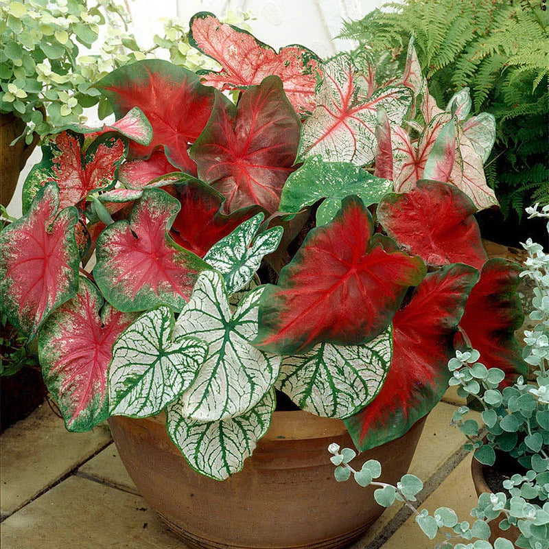 Tropical Caladium Collection