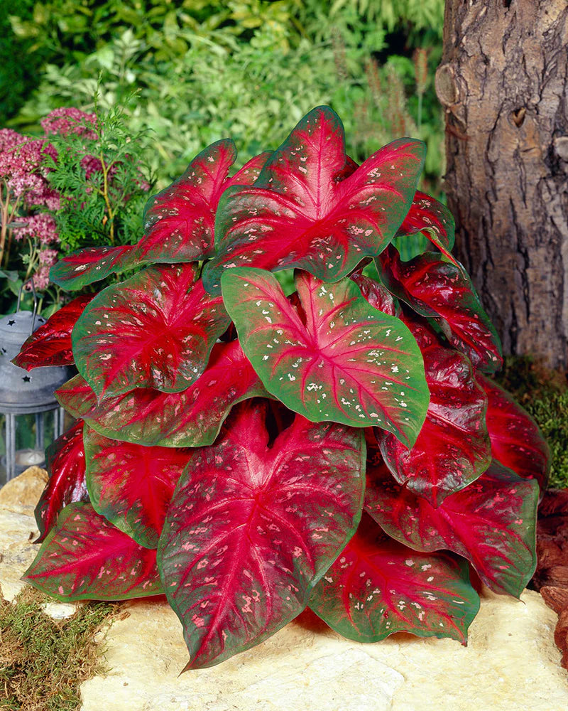 Caladium Red Wine Green Bulbs