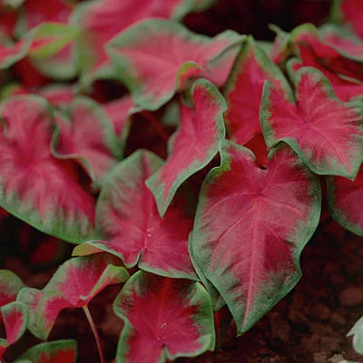 Caladium Dark Red Wine Green Lime Bulbs