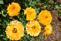 Pacific Apricot Beauty – Calendula Seed