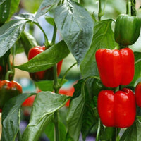 Capsicum California Wonder Vegetable Seeds