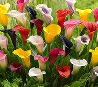 Calla Lily Bulbs