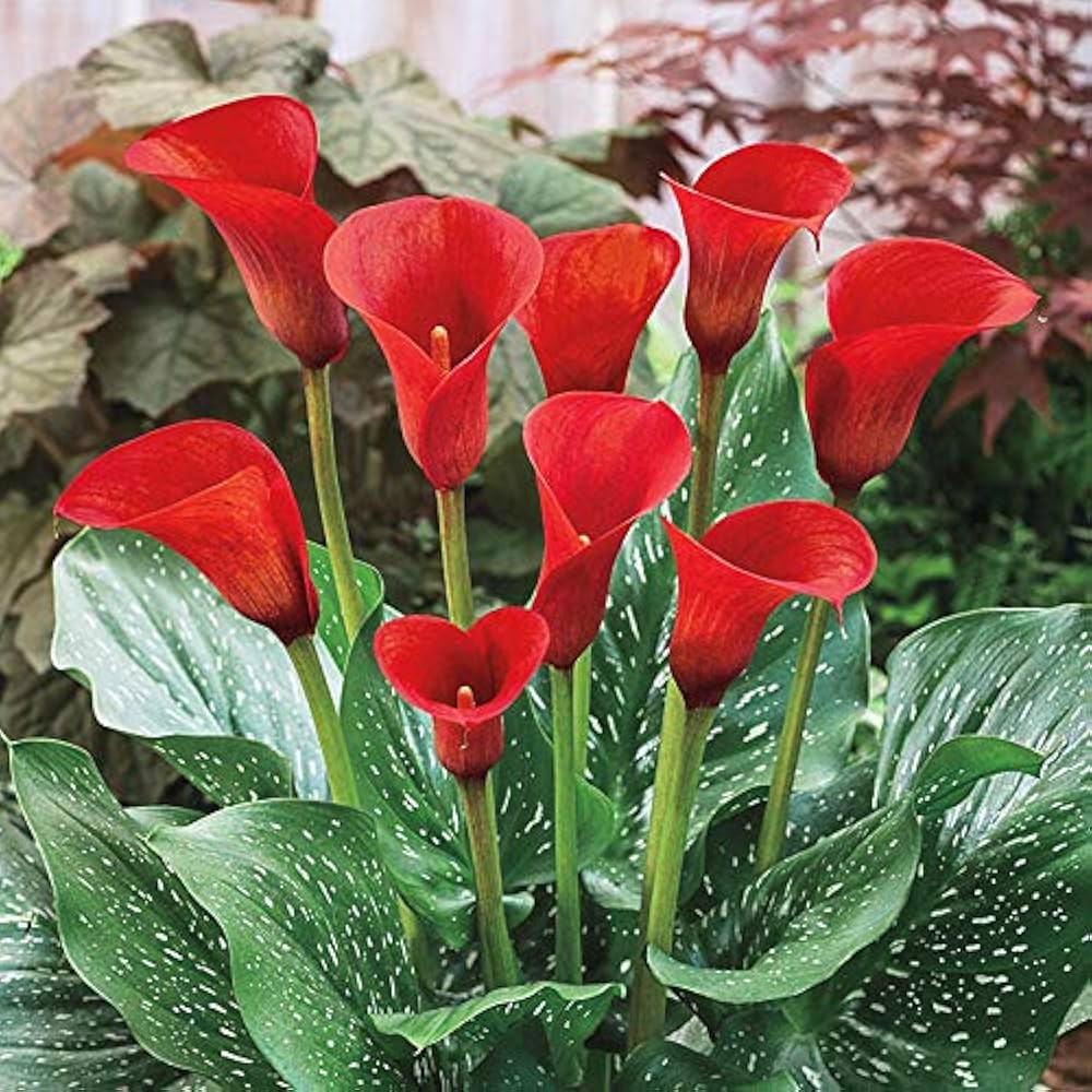 Arum Lily Red Bulbs