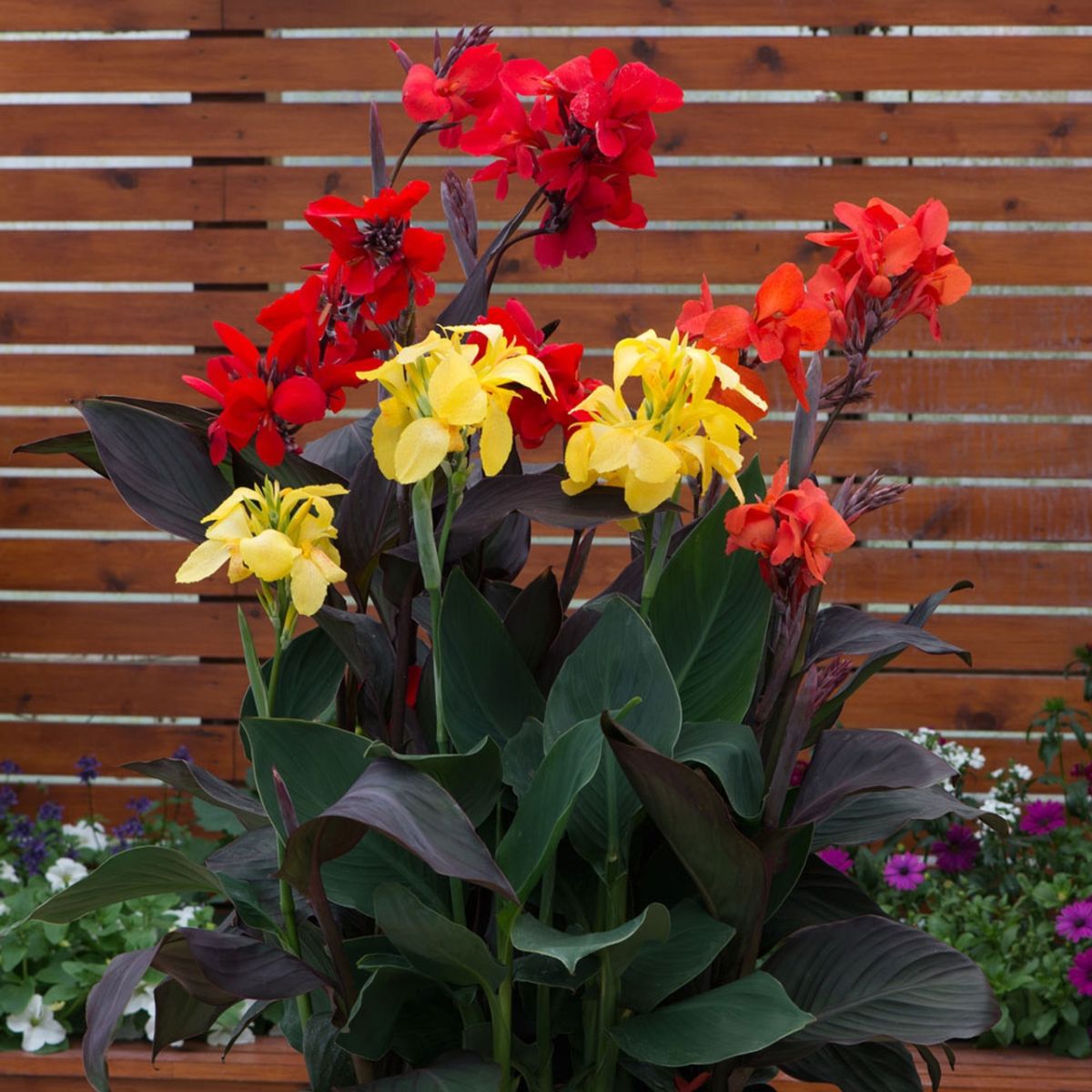 Tropical Dwarf Canna Collection