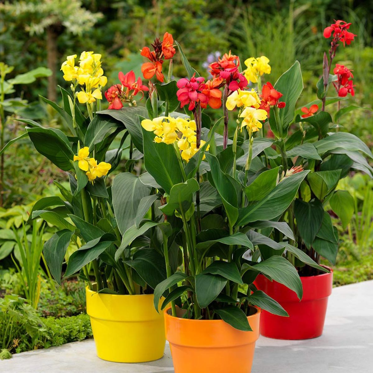 Tropical Dwarf Canna Collection