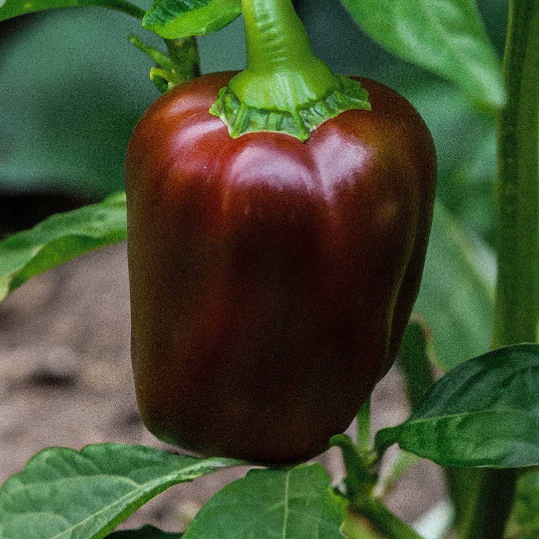 Capsicum- Chocolate Beauty