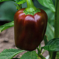 Capsicum- Chocolate Beauty