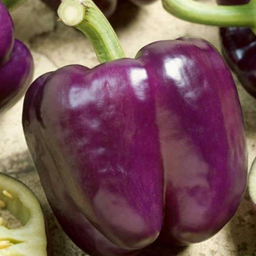 Capsicum- Purple Beauty