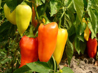 Antohi Romanian – Organic Pepper Seed