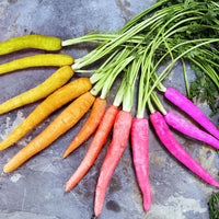 Carrot- Rainbow Mix