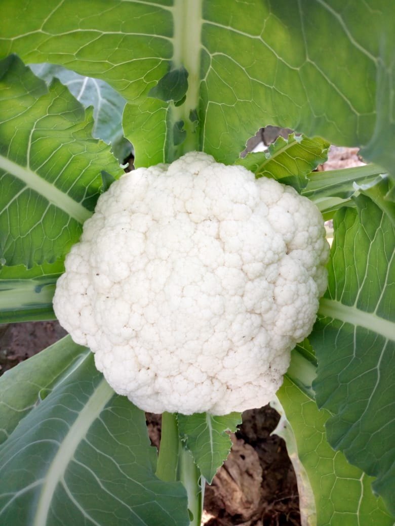 Bishop – Cauliflower Seed