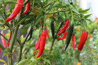 Chilli- Cayenne