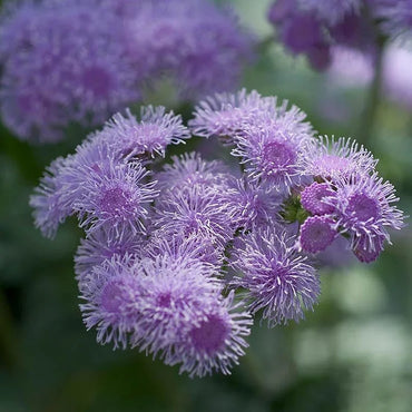 Ageratum Aloha Blue Seeds