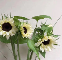 White Sunflower with Black Core Seeds