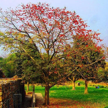 Salmalia Malabarica, Cotton Tree Seeds