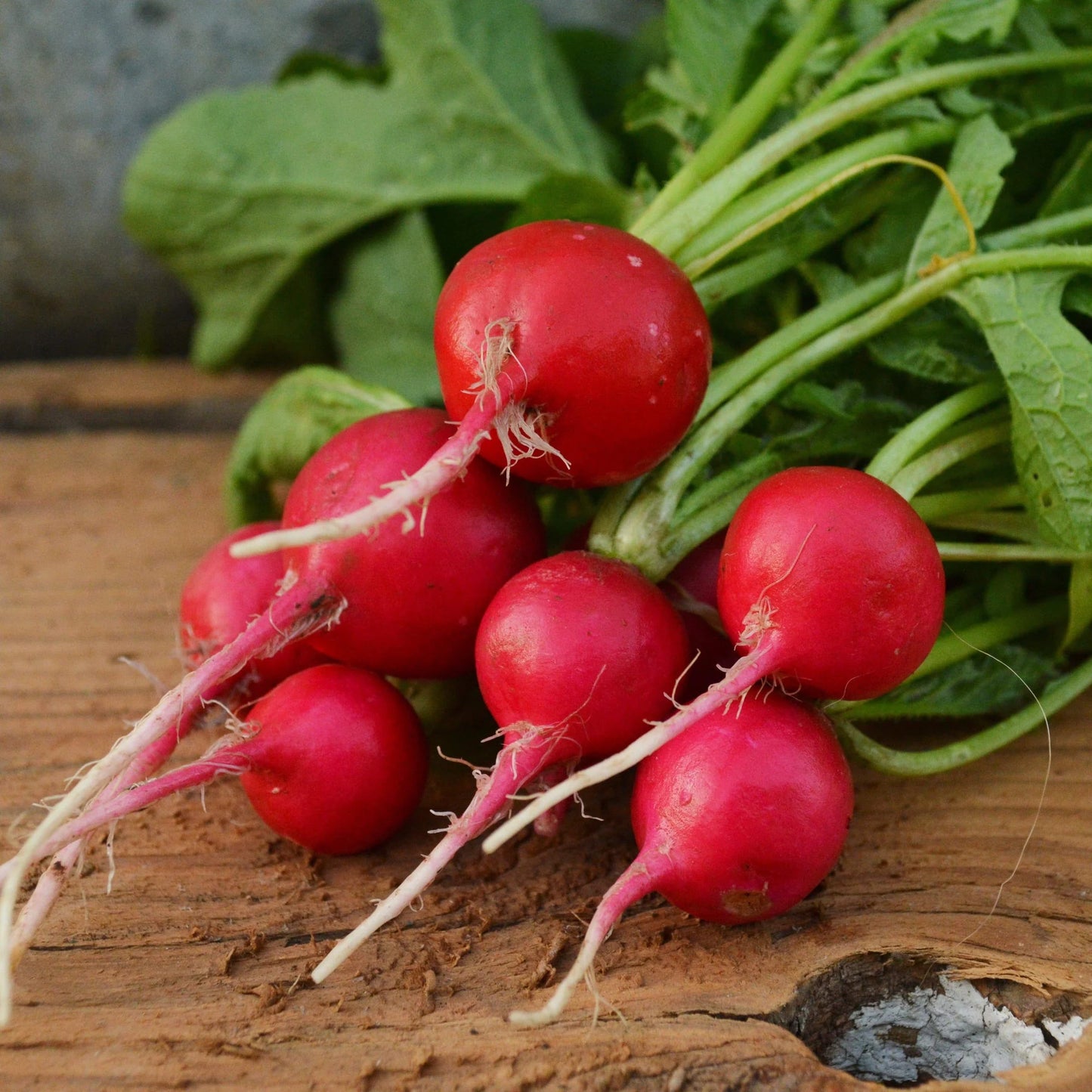 Radish- Champion