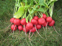 Radish- Champion