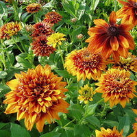 Cherokee Sunset Mix – Rudbeckia Seed