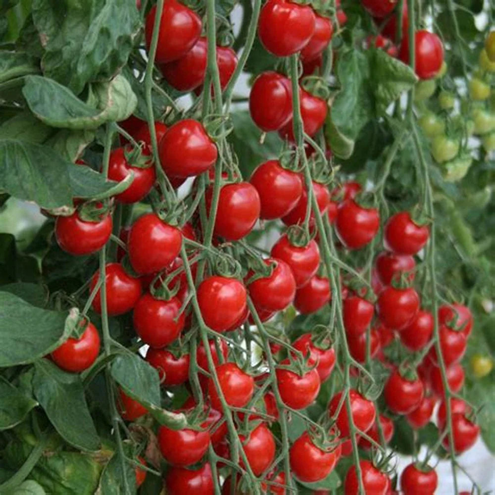 Tomato- Cherry Cocktail