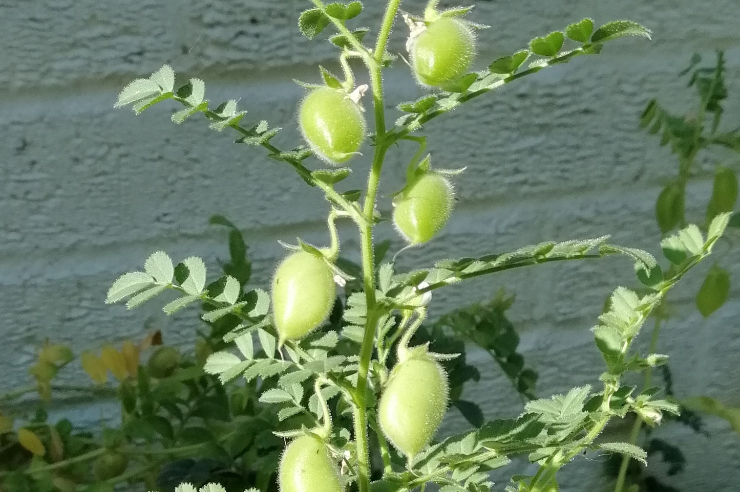 Chickpea