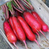 Radish- China Rose