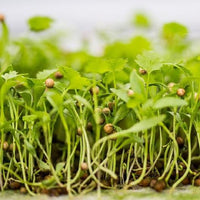 Cilantro Split Seeds